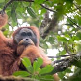 The Tapanuli orangutan was only recently discovered but faces extinction partly because of a major dam project (Picture: Andrew Walmsley)