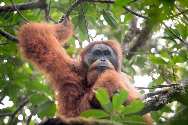 The Tapanuli orangutan was only recently discovered but faces extinction partly because of a major dam project (Picture: Andrew Walmsley)