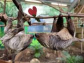 Edinburgh zoo animals enjoy Valentine's day treats
PIC: Royal Zoological Society of Scotland
