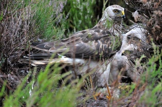 Illegally trapped: Hen Harrier was found dead on a Perthshire estate.