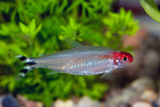 When it comes to schooling fish it's really hard to beat a Tetra. The Rummynose Tetra, from South America, is a case in point - flashing silver as they swim around your tank. The eye-catching red mark on their head makes them an attractive resident.