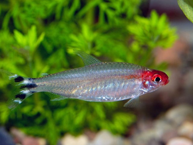 When it comes to schooling fish it's really hard to beat a Tetra. The Rummynose Tetra, from South America, is a case in point - flashing silver as they swim around your tank. The eye-catching red mark on their head makes them an attractive resident.