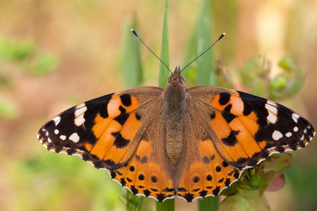 May is when many of Scotland's most colourful butterflies emerge. On a warm spring day see if you can spot all four of the most common members of the Nymphalidae family - the Small Tortoiseshell, Red Admiral, Peacock and Painted Lady (pictured).