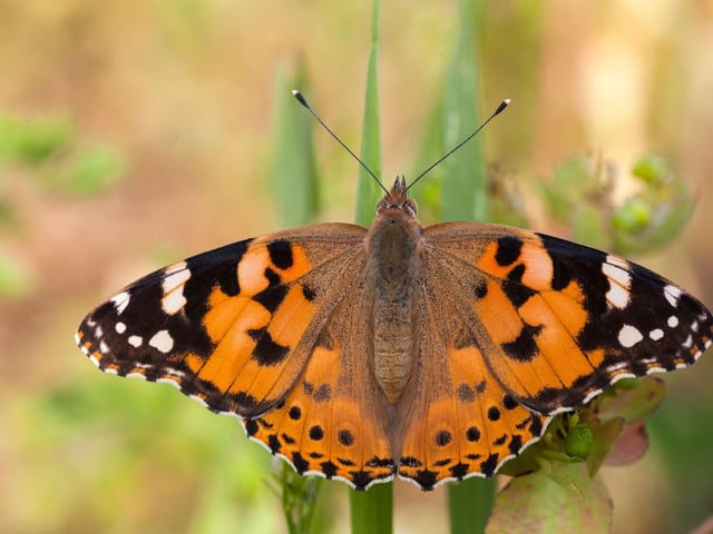 May is when many of Scotland's most colourful butterflies emerge. On a warm spring day see if you can spot all four of the most common members of the Nymphalidae family - the Small Tortoiseshell, Red Admiral, Peacock and Painted Lady (pictured).