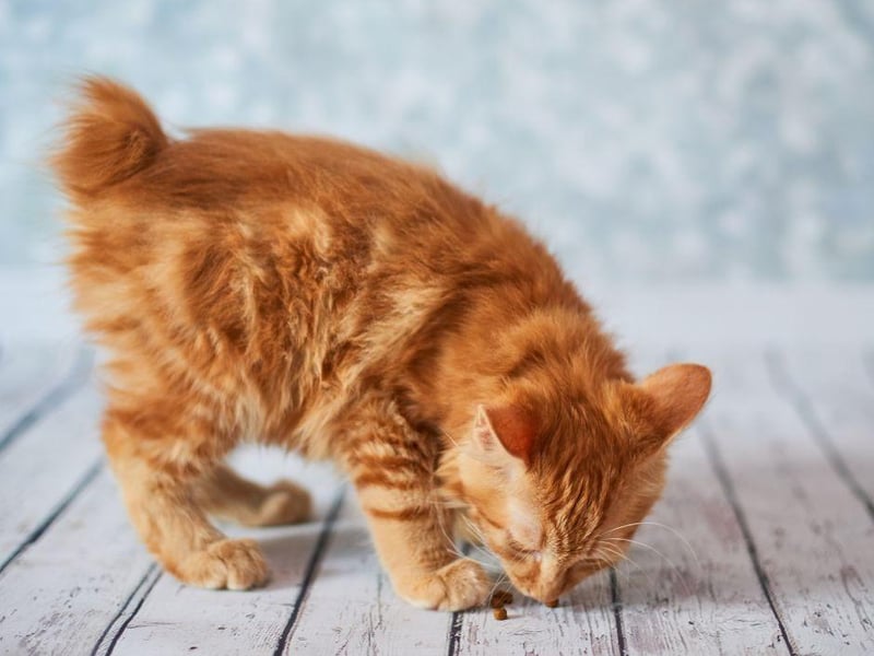 One of the more social breeds, the Japanese Bobtail loves a being a little naughty, daring cat and are one the oldest breeds on the globe.