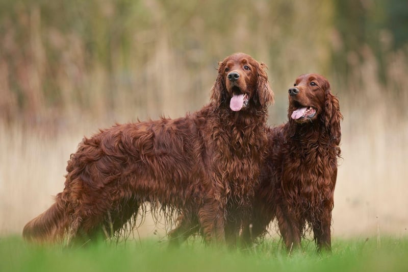 If there's two things that Irish Setters love it's long walks and making new friends. Combining the two, don't be surprised if you end up talking to plenty of fellow dog owners while out with your gregarious Setter.