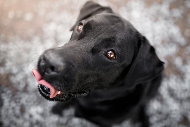 Aquarians are very interesting dogs. Having an Aquarius pooch certainly won’t be dull. They have interesting quirks and funny mannerisms that will keep their humans entertained. They are also very smart and independent, making learning new tricks easy. Being an air sign, they will love hanging their head out of a car window to feel the breeze.
Compatible human: Gemini.