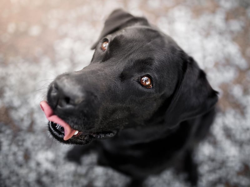 Aquarians are very interesting dogs. Having an Aquarius pooch certainly won’t be dull. They have interesting quirks and funny mannerisms that will keep their humans entertained. They are also very smart and independent, making learning new tricks easy. Being an air sign, they will love hanging their head out of a car window to feel the breeze.Compatible human: Gemini.