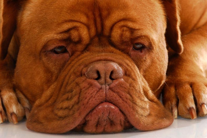 The Dogue de Bordeaux has a fearsome bite strength of 556 psi - although this breed is notoriously so lazy they are unlikely to often use it.