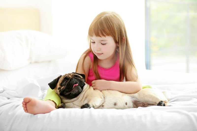Pugs are known to have a special affinity with children and are likely to become best buddies with the youngest member of the family within a wag of a tail. They are eager to please, easy to train, and very loving.