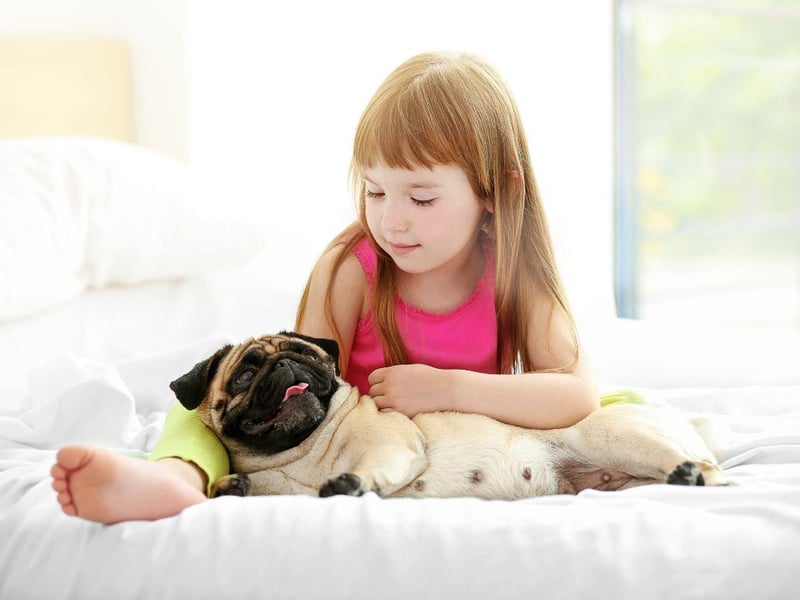 Pugs are known to have a special affinity with children and are likely to become best buddies with the youngest member of the family within a wag of a tail. They are eager to please, easy to train, and very loving.
