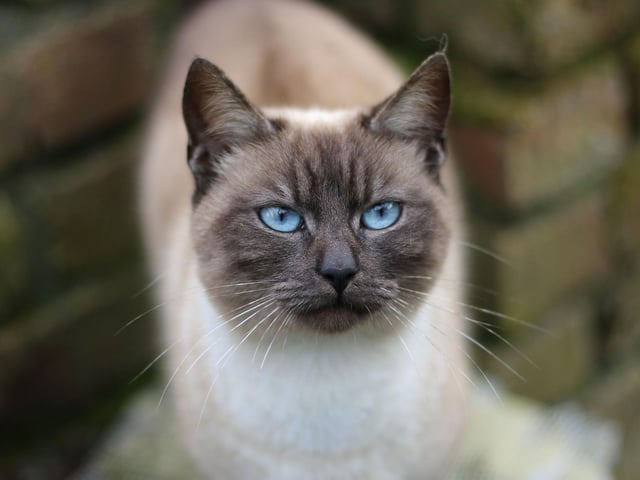 Siamese cats are vocal, beautiful and smart. Their outgoing nature makes them very playful, and they will seek out your attention when they want playtime (which is often).