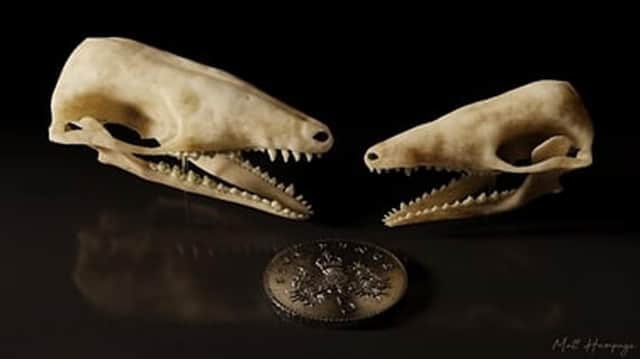 The model skulls of the mouse-like mammal have been created after fossilised remains of the Jurassic-era creatures were found on the Isle of Skye. PIC: NMS.