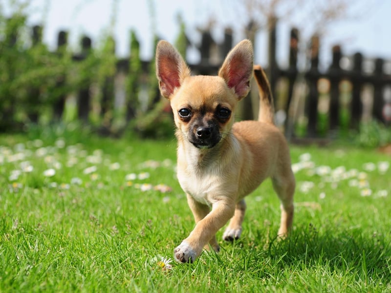 A classic example of small dog syndrome, the Chihuahua has a tiny body but a big attitude. Regular unpredictable bouts of aggression are not uncommon, meaning they are not a good choice for families with small children.