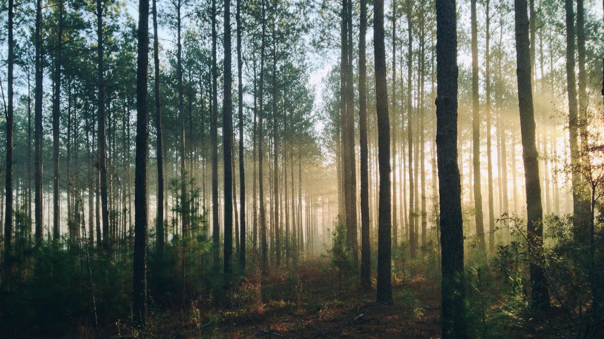 The deep joy of getting up early and watching the natural world unfold - Vimarsana News