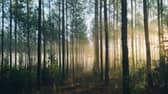 The stillness of early morning brings with it a feeling of life awakening, writes Philip Lymbery.