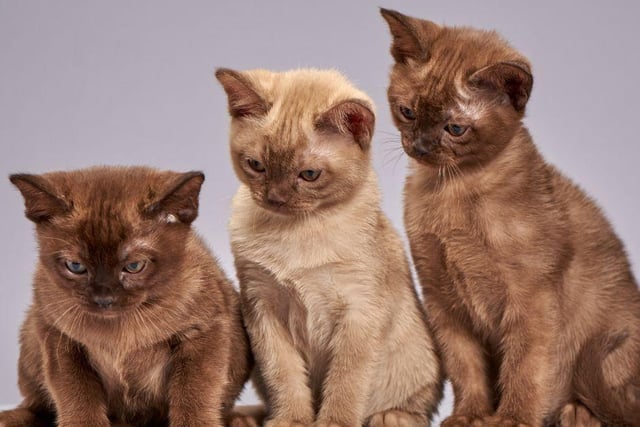An average lifespan for a Burmese cat is between 16 to 18 years. These cats are energetic, often playful and make for great household companions. A very friendly breed indeed.