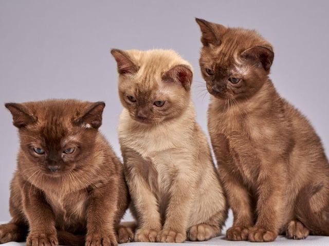 An average lifespan for a Burmese cat is between 16 to 18 years. These cats are energetic, often playful and make for great household companions. A very friendly breed indeed.