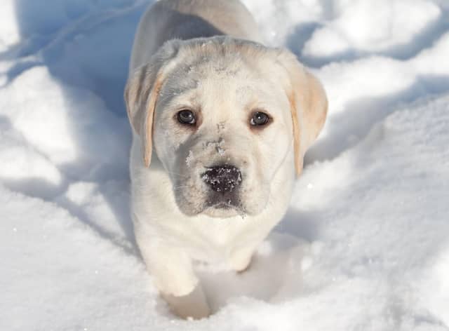 A few simple tips can keep your pup safe and warm over winter.