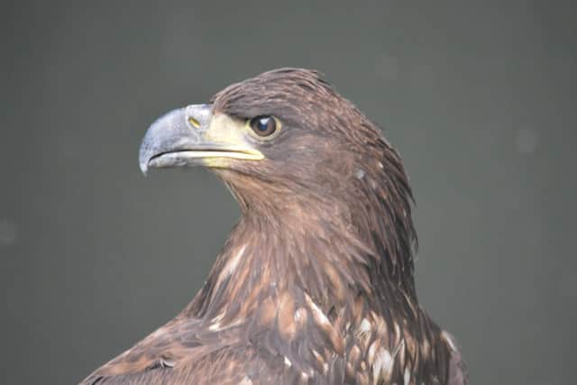 The eagle after he had recovered and was ready to take to the skies again. Pic: RSPB