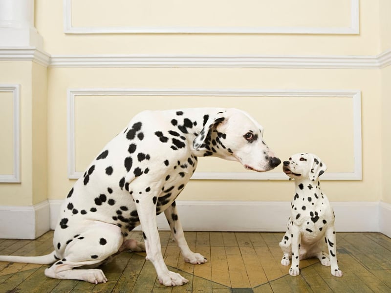 Dalmatians are genetically predisposed to suffering from deafness - with around 8 per cent of the breed affected by the problem. It is thought that the deafness gene is connected to the gene for blue eyes - meaning only brown eyed Dalmatians are now bred in the UK.