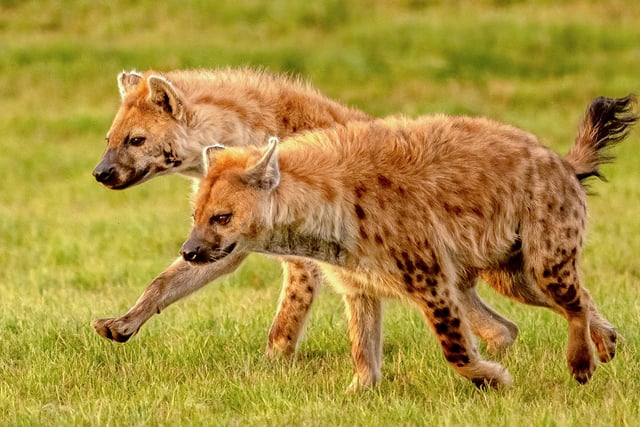 Spotted hyena duo, Speedy and Granada, both create mischief wherever they go. Their laughs can be heard up to five kilometres away.