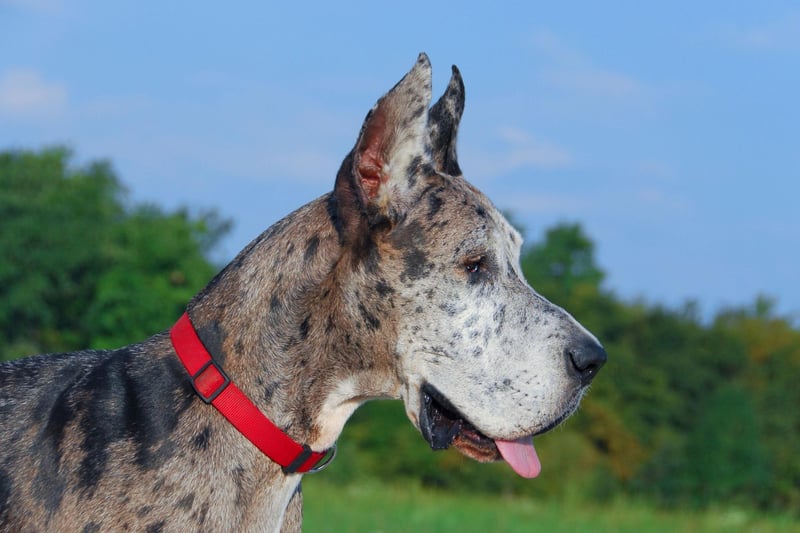 Another gentle giant that doesn't tend to be very sociable is the Great Dane. They can be as shy as they are big and their perfect ides of company is their owner - and nobody else.