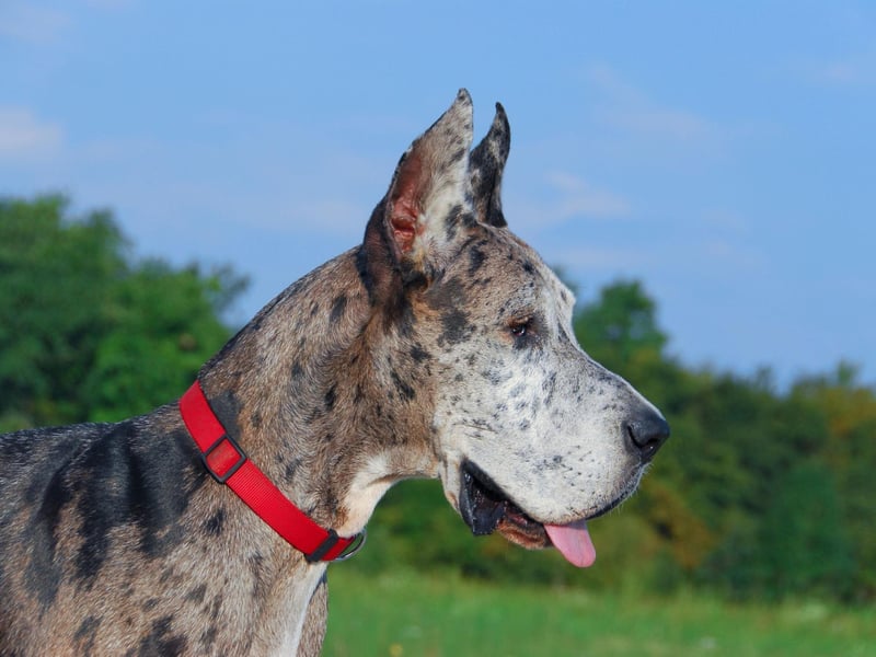 Another gentle giant that doesn't tend to be very sociable is the Great Dane. They can be as shy as they are big and their perfect ides of company is their owner - and nobody else.