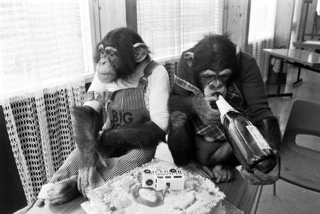 There was also cake for chimps Fred and Betsy when they celebrated their birthday back in 1979. PIC: TSPL.