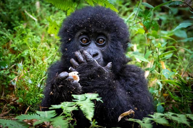 Mountain gorillas share 98 per cent of their DNA with us and are known to be susceptible to human-borne diseases such as colds and coronaviruses