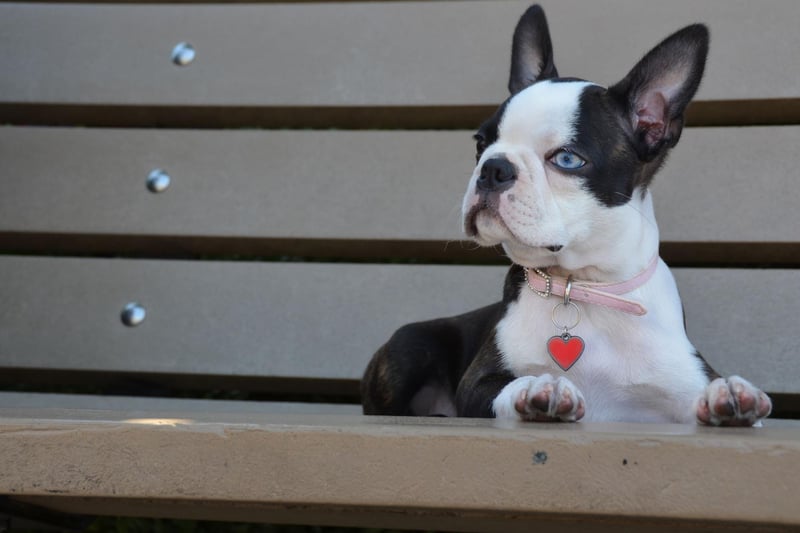 The Boston Terrier was incredibly popular in the USA at the start of the 20th century. According to the American Kennel Club it was the first or second most registered breed in every year between 1905 and 1935. They still regularly appear in the top 20 today.