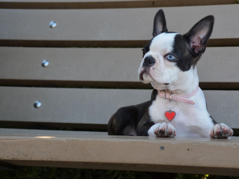 The Boston Terrier was incredibly popular in the USA at the start of the 20th century. According to the American Kennel Club it was the first or second most registered breed in every year between 1905 and 1935. They still regularly appear in the top 20 today.