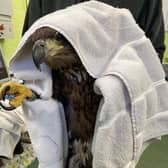 The white-tailed eagle after he was rescued.
Pic: RSPB