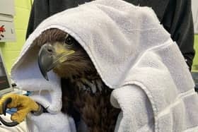 The white-tailed eagle after he was rescued.
Pic: RSPB