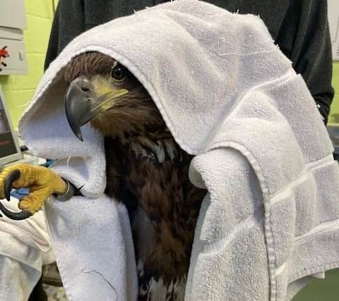 The white-tailed eagle after he was rescued.
Pic: RSPB
