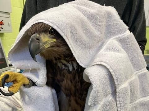 The white-tailed eagle after he was rescued.
Pic: RSPB