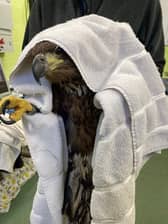 The white-tailed eagle after he was rescued.
Pic: RSPB