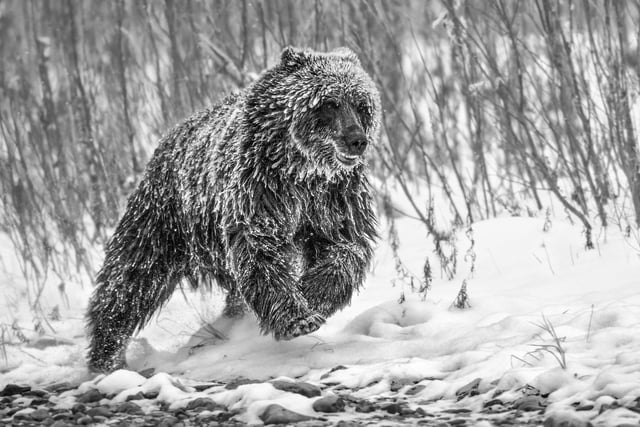 1st portfolio by Paul Nicklen. Ice-covered female bear on the Fishing Branch River, Yukon, Canada in temperatures of minus 22