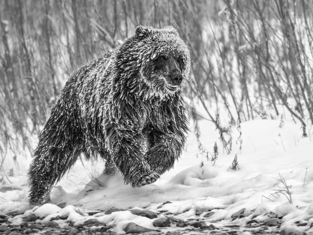 1st portfolio by Paul Nicklen. Ice-covered female bear on the Fishing Branch River, Yukon, Canada in temperatures of minus 22