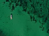 A vast meadow of seagrass, an important habitat for storing climate-warming carbon and providing nursery grounds for marine creatures, has been mapped for the first time in waters off the coast of Papa Westray in Orkney. Picture: Open Seas