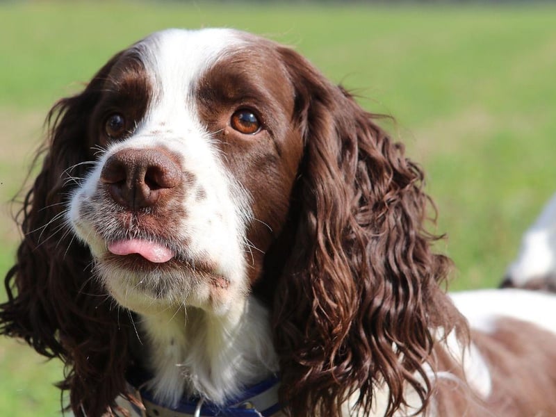 There are few breeds that are more eager to please than the English Springer Spaniel. They are cheerful and affectionate and like to stick close to their owner.