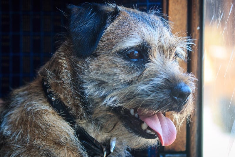Ali Taylor, Batterseaâs Head of Canine Behaviour & Training, says: "Plan ahead. Make sure you find out where the local vets will be at your destination in case of emergencies."