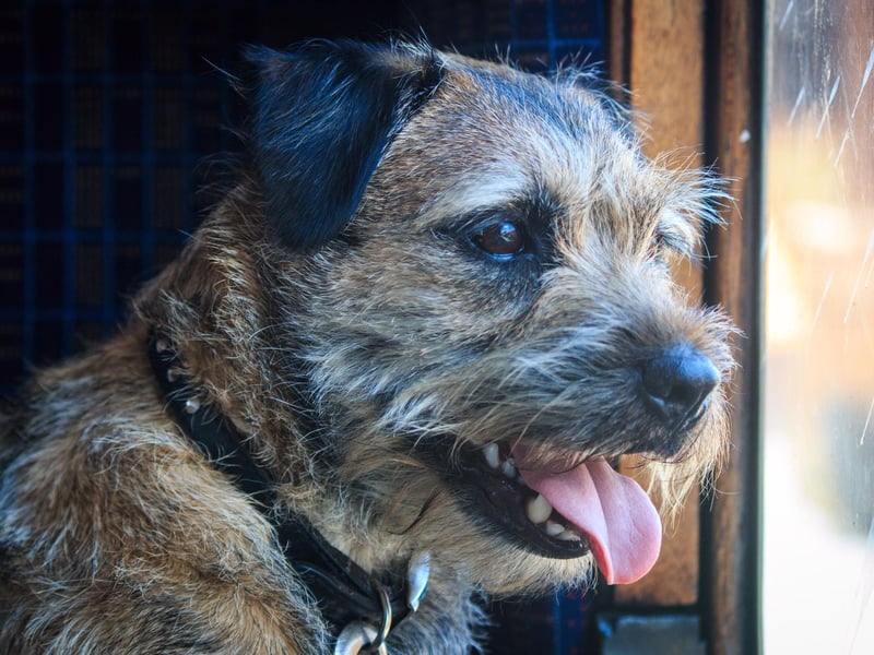 Ali Taylor, Battersea’s Head of Canine Behaviour & Training, says: "Plan ahead. Make sure you find out where the local vets will be at your destination in case of emergencies."