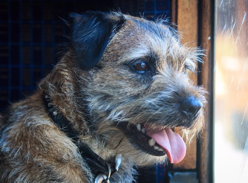Ali Taylor, Battersea’s Head of Canine Behaviour & Training, says: "Plan ahead. Make sure you find out where the local vets will be at your destination in case of emergencies."
