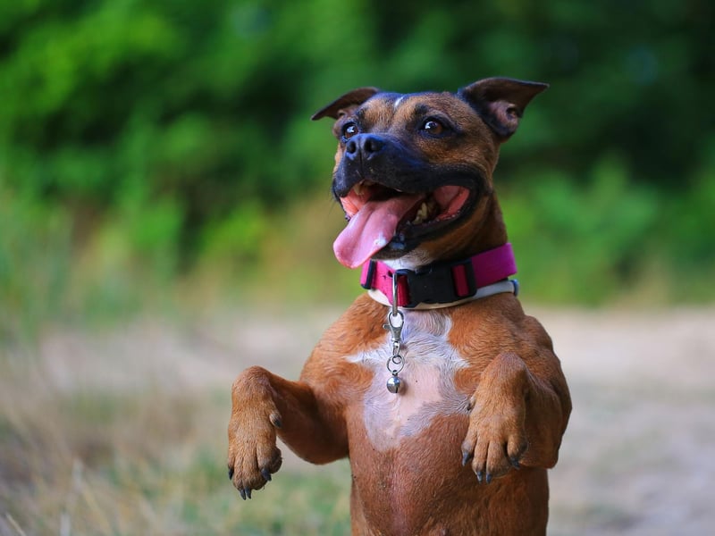 There's no doubting the UK's top dog for terriers. The Staffordshire Bull Terrier had a healthy 5.010 registrations last year.