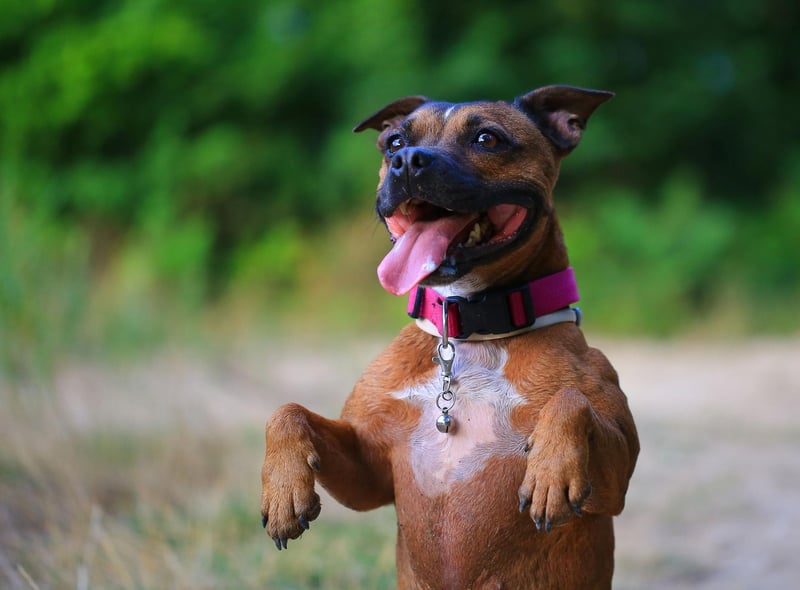 There's no doubting the UK's top dog for terriers. The Staffordshire Bull Terrier had a healthy 5.010 registrations last year.