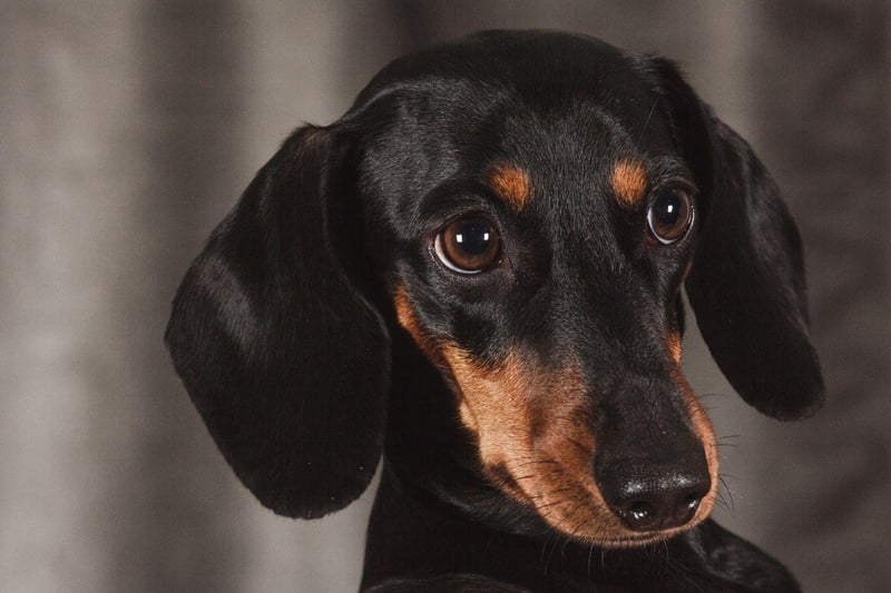 They may be small in stature, but the Dachshund tends to compensate for this by mooching on its hind feet, front paws on your knees and big eyes set to 'beg'.