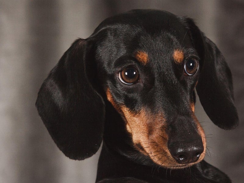 They may be small in stature, but the Dachshund tends to compensate for this by mooching on its hind feet, front paws on your knees and big eyes set to 'beg'.
