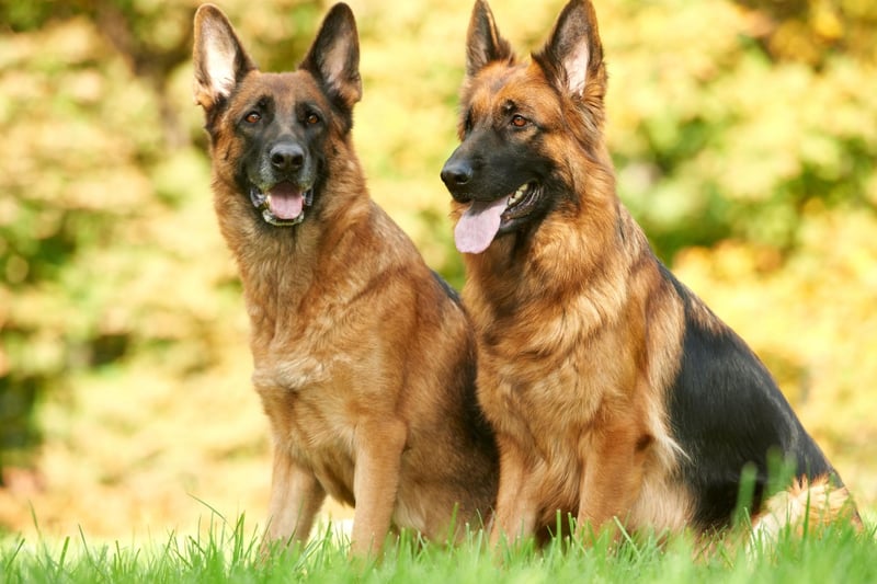 Naturally alert guard dogs, the German Shepherd is also a big shedder, and would be happier protecting you from outside the bedroom door rather than in your bed.