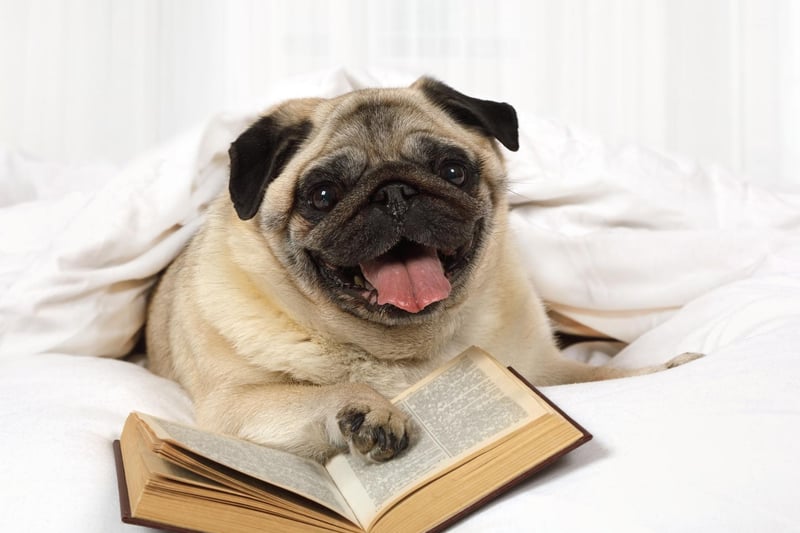 For people with mobility issues, Pugs make the perfect pet. These little character would rather nap on the couch that go for a run and spend most of their time indoors. They tend to be quite quiet and require very little grooming.
